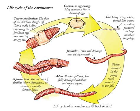 evolution of earthworms.